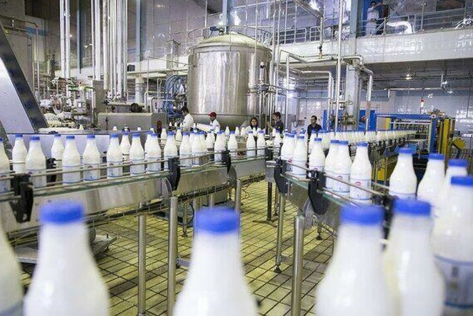 افزایش 12 درصدی تولید شیر خام در تابستان 1402